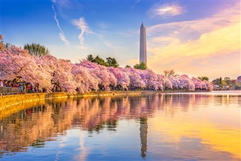 Cherry Blossom Festival - Washington, DC
