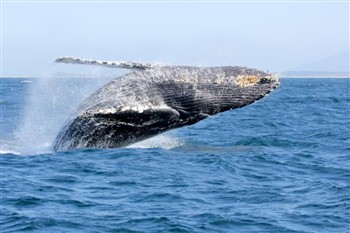 Cape Cod and Martha's Vineyard