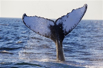 Cape Cod and Martha's Vineyard 