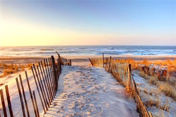 Beach Trips